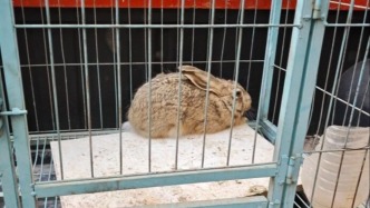 禁獵區(qū)使用照明燈、抄網(wǎng)多次非法狩獵野生草兔，陜西一男子被刑拘