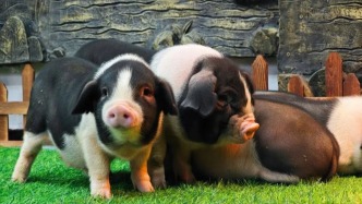 豬肉價格為何持續(xù)下跌？