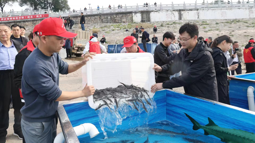 中華鱘保護(hù)日，50余萬(wàn)尾中華鱘從湖北荊州放流長(zhǎng)江