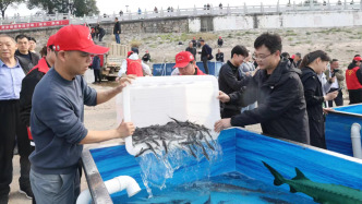 中華鱘保護(hù)日，50余萬(wàn)尾中華鱘從湖北荊州放流長(zhǎng)江