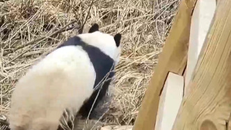 视频丨“8·8”九寨沟地震后，野生大熊猫重返九寨沟景区