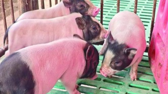 全球首例LXRα基因編輯豬誕生