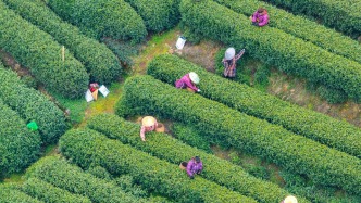 西湖龙井开采，杭州西湖区官方倡议茶农对“蹭茶园直播”说不
