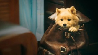 如果把老人的生活看成一幅拼圖，寵物是其中很重要的一片