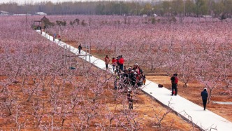 从万亩花海到舌尖蜜甜，新沂水蜜桃绘就乡村振兴新画卷