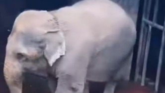 被指大象生存环境恶劣，广东佛山一景区发布具体整改方案及推进计划