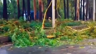 佛山市民講述遭遇突發(fā)天氣：早高峰時(shí)狂風(fēng)暴雨，有樹枝被刮斷