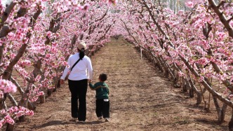 一年不止兩個黃金周！清明假期“撞上”春假：出游“含娃量”猛增，18歲以下游客機票量同比翻倍增長
