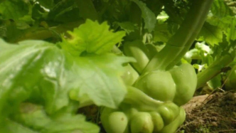 重慶一村一種不起眼的蔬菜，卻在全球熱銷200億包，是怎么做到的？