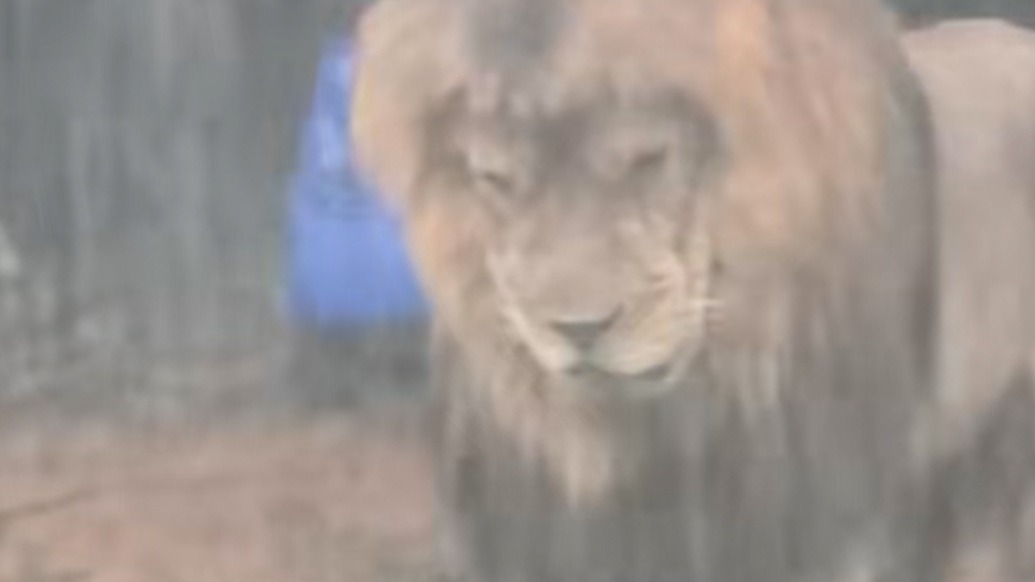 广州暴雨“忧郁”的淋雨狮子走红，动物园回应：属动物天性未干预
