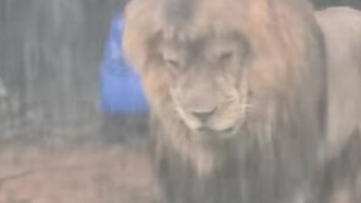 廣州暴雨“憂郁”的淋雨獅子走紅，動物園回應：屬動物天性未干預