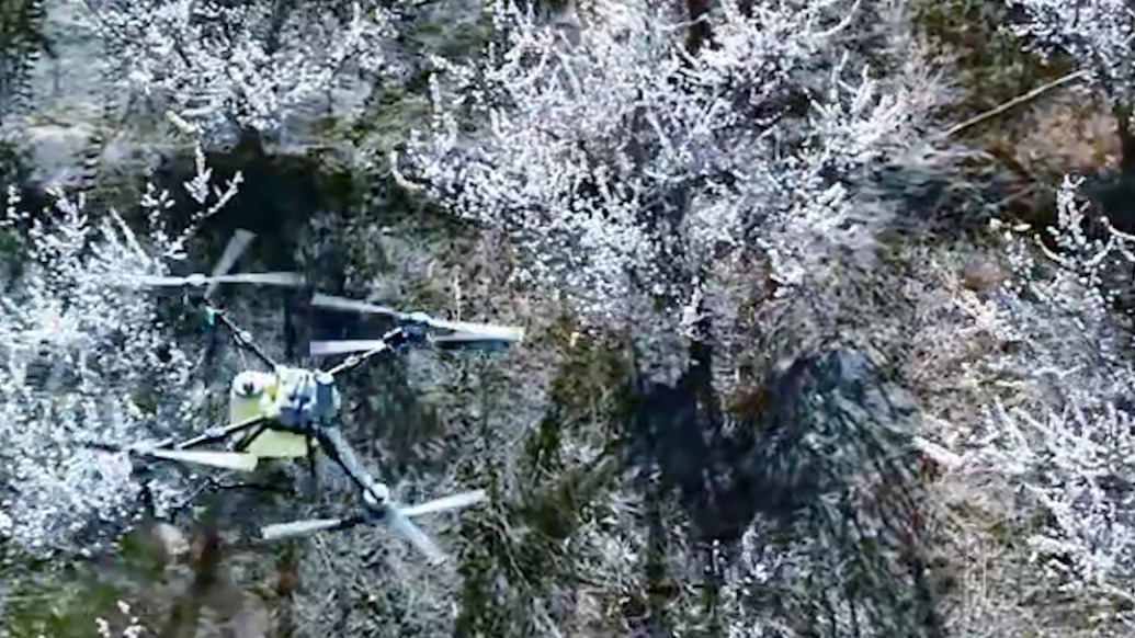 “机器蜜蜂”助力新疆轮台8万余亩白杏授粉，种植户：一亩地不到4分钟搞定