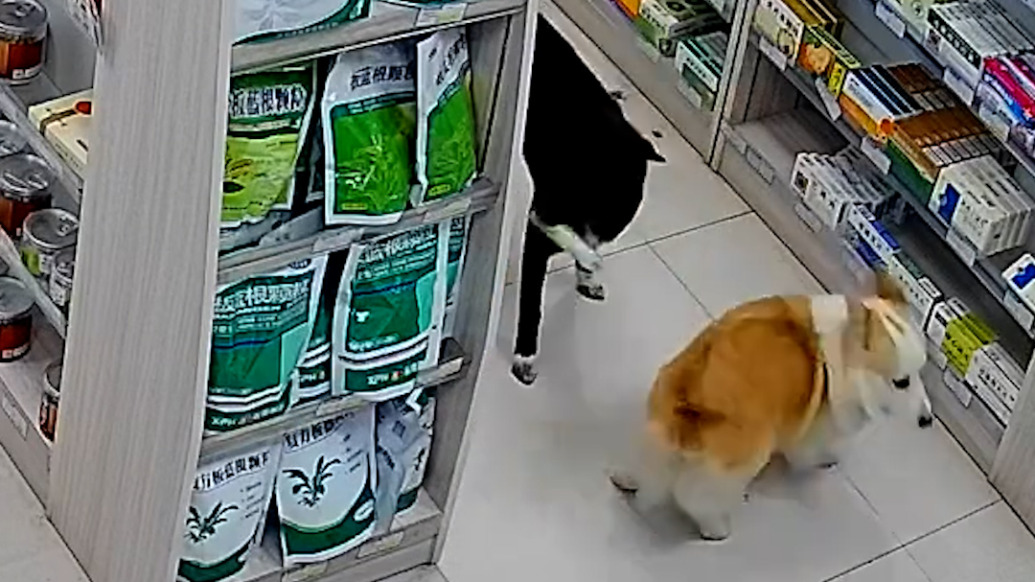 两只狗狗默契配合“偷药”，药店店员讲述“案情”：它们一个打掩护一个负责偷