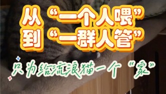 楊浦暖流丨從“一個人喂”到“一群人管”，只為給流浪貓一個“家”