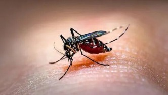 今年蚊子迎來“史詩級”加強(qiáng)？疾控部門提醒