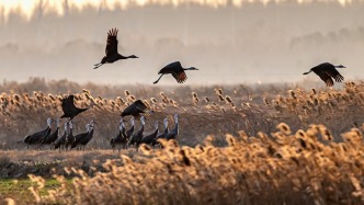 國際愛鳥日｜公園超千座綠道連成網(wǎng)，上海生態(tài)治理催生觀鳥拍鳥新熱潮