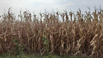 人生初稿｜沒(méi)有土地的人：一名皖北大學(xué)生的自我民族志