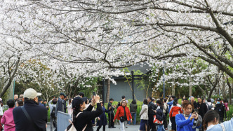 上海迎春假出游高峰，親子游、賞花、主題樂園成熱點