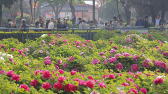 我國首個全國范圍花粉濃度預報服務上線，每周一期多渠道可查