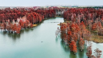 申论｜“沪派江南”的文化美学为大都市乡村转型提供了哪些思考