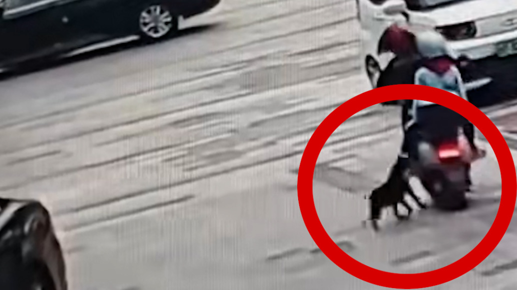 广西防城港一犬只街头多次伤人，派出所：已经处理