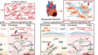 趙揚(yáng)團(tuán)隊(duì)系統(tǒng)解析“在體重編程”誘導(dǎo)心肌再生的關(guān)鍵病理障礙