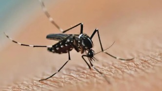 今年蚊子史詩級加強(qiáng)？上海疾控：監(jiān)測顯示蚊蟲活動處于歷年一般水平