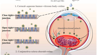 Science子刊：我國學(xué)者利用豬精液制成的眼藥水，治療眼腫瘤，同時(shí)不損傷視力