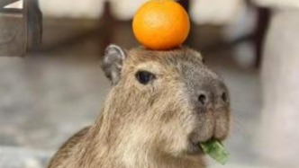 无锡太湖植物园一只水豚“出逃”超60小时，园方悬赏万元寻找
