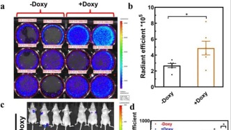 香港理工大學(xué)/浙江大學(xué)合作發(fā)文：乳腺癌抗轉(zhuǎn)移治療新策略