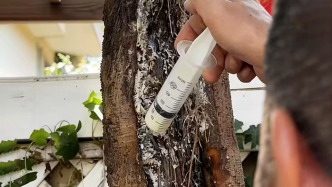 旁白｜当“毁绿”成为一门生意，谁在默许对自然的暴力？