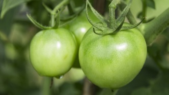 清明蔗，毒過蛇？清明前后，這12種果蔬要慎買