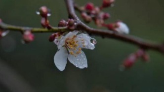 清明不僅是節(jié)氣，更是“養(yǎng)生關(guān)”！牢記“健脾、祛濕、疏肝”三要訣