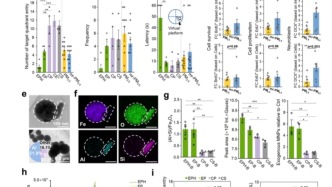 這個量暴增5倍、神經毒性強！我國院士團隊最新：耳機、手機磁場把空氣中磁性顆?！拔边M大腦，損傷認知，或助推阿爾茨海默病