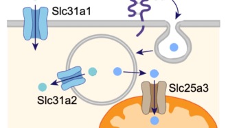 Treg研究新突破：應(yīng)頌敏/王福俤合作揭示銅調(diào)控Treg細(xì)胞能量代謝以維持外周免疫耐受
