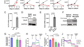 奶茶促癌再添實證！最新研究：果糖不直接“喂養(yǎng)”腫瘤，但給免疫系統(tǒng)“降火”，助癌生長；且靠肝臟“代加工”，為腫瘤送養(yǎng)分