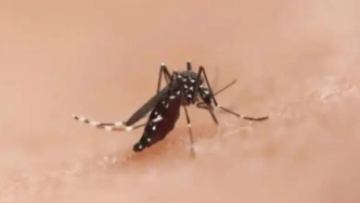 為什么今年的蚊子3月就開咬？不開玩笑，蚊子正變多、變強(qiáng)、變狠