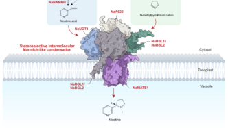 Cell：突破百年難題，我國學(xué)者首次實(shí)現(xiàn)尼古丁的生物合成