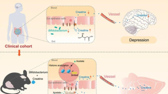 Cell子刊：南方醫(yī)科大學曹雄/趙久波團隊提出“益生菌+肌酸”的抗抑郁新策略，已開展人體臨床試驗