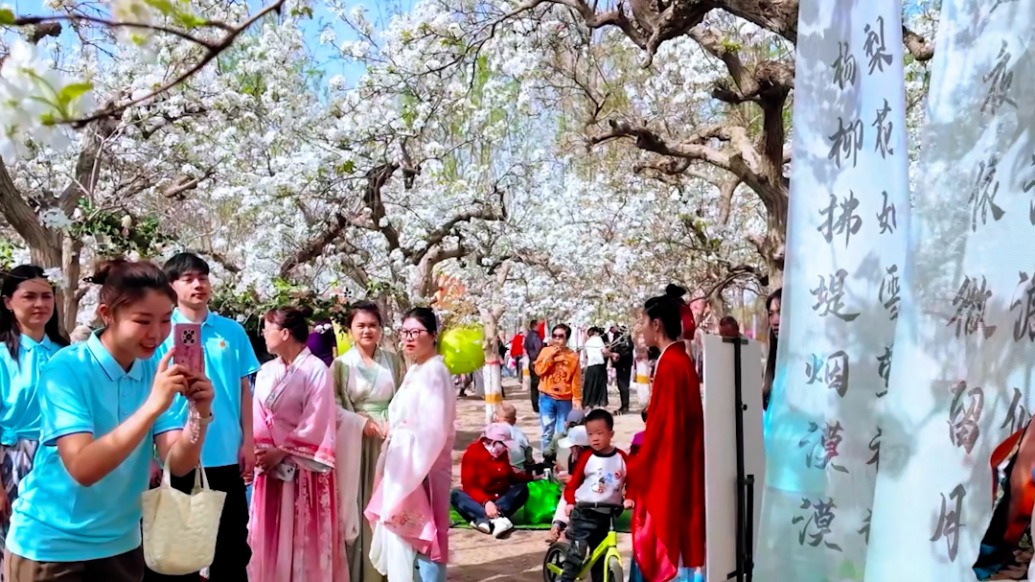 新疆庫爾勒40萬畝梨花次第盛開，游客慕名而來