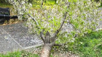 女子攀爬櫻花樹致樹木倒伏，顧村公園：已扶起，能否存活暫未確定