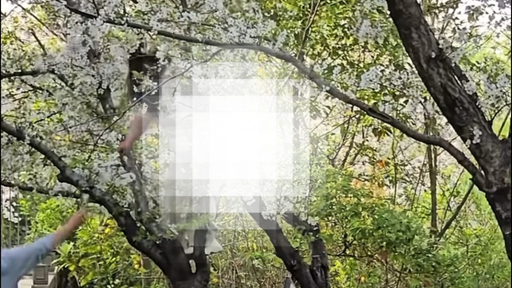 女子爬樱花树拍照致树木倒伏，顾村公园：已扶起，能否存活暂未确定