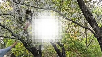 女子爬櫻花樹(shù)拍照致樹(shù)木倒伏，顧村公園：已扶起，能否存活暫未確定