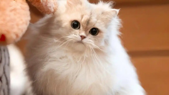 网红猫“宽宽”因诊疗操作不当死亡，宠物医院赔宠主30万元