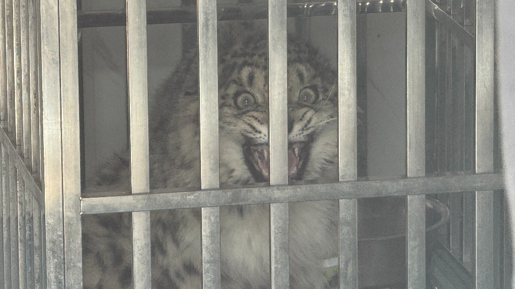 凌小蟄“野生”弟弟來(lái)啦!西寧野生動(dòng)物園新救護(hù)一只雪豹幼崽