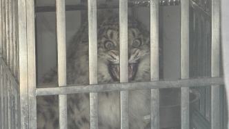 凌小蟄“野生”弟弟來啦！西寧野生動物園新救護一只雪豹幼崽