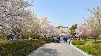 女子攀爬樱花树致树木倒伏，有关部门：当事人承认错误并愿意赔偿