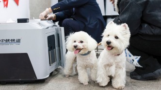 高鐵寵物托運優(yōu)化：推出“攜寵出行”與“愛寵單獨行”兩種托運模式