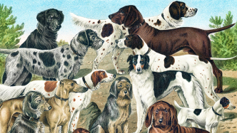 進(jìn)山評《達(dá)爾文的狗》｜被馴化的狗與被重塑的人