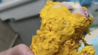 4只狗崽身上沾滿油漆，志愿者將其送醫(yī)花了近7小時清理干凈